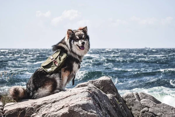 Portrait Young Finnish Lapphund Dog Wearing Backpack Sitting Sea — Stock Photo, Image