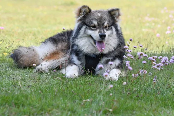 Retrato Jovem Cão Lapphund Finlandês Deitado Grama Temporada Verão — Fotografia de Stock