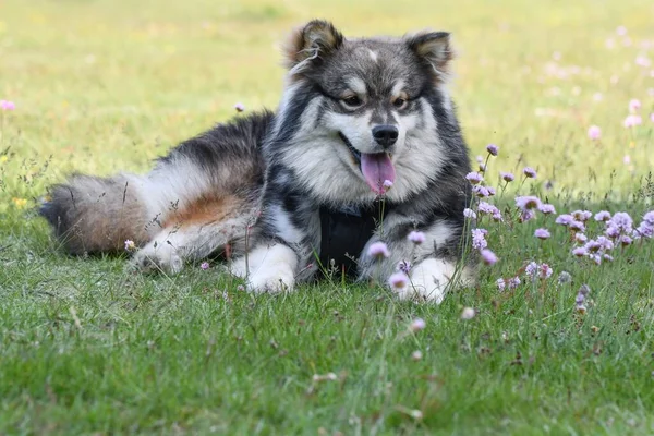 Ritratto Giovane Cane Finlandese Lapphund Sdraiato Sull Erba Nella Stagione — Foto Stock