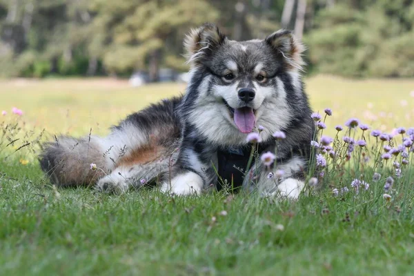 夏に草の上に寝そべっているフィンランドの若いラップランド犬の肖像画 — ストック写真
