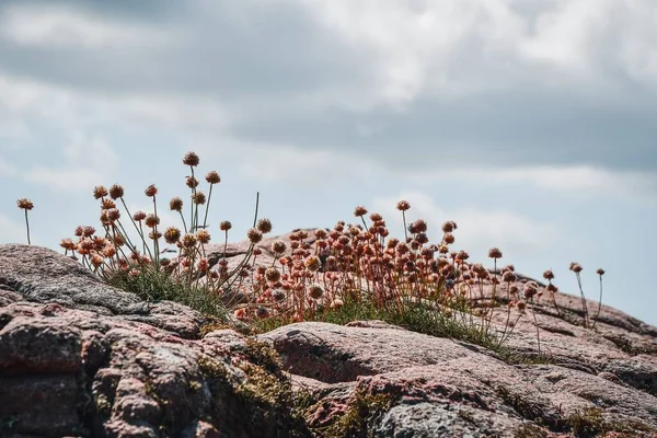 Foto Van Kleine Planten Bloemen Groeien Aan Kust — Stockfoto