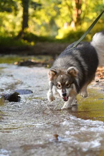Portrait Young Finnish Lapphund Dog Playing Water — Stock Photo, Image