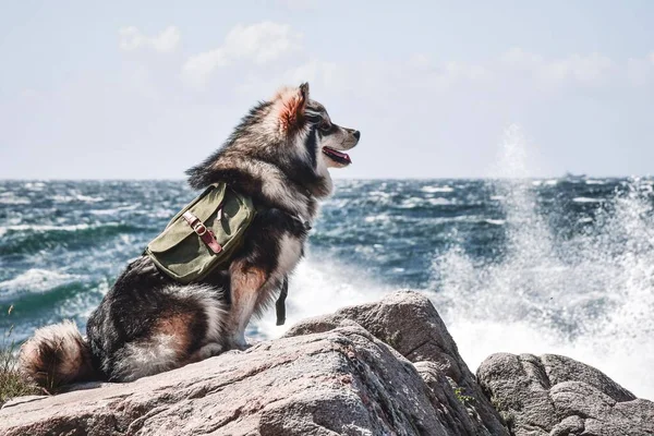 Portret Van Een Jonge Finse Lapphund Hond Die Een Rugzak — Stockfoto