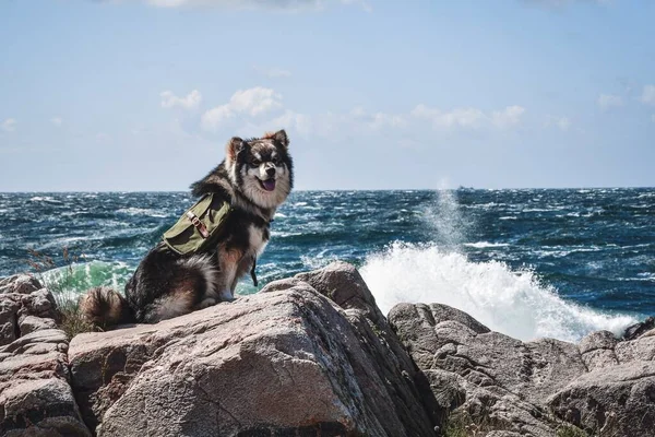 Portrait Young Finnish Lapphund Dog Wearing Backpack Sitting Front Ocean — Stock Photo, Image