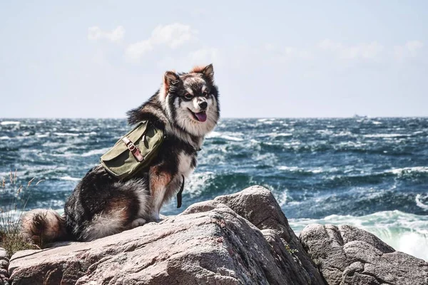 一个年轻的芬兰拉菲狗穿着背包坐在海洋前的肖像 — 图库照片