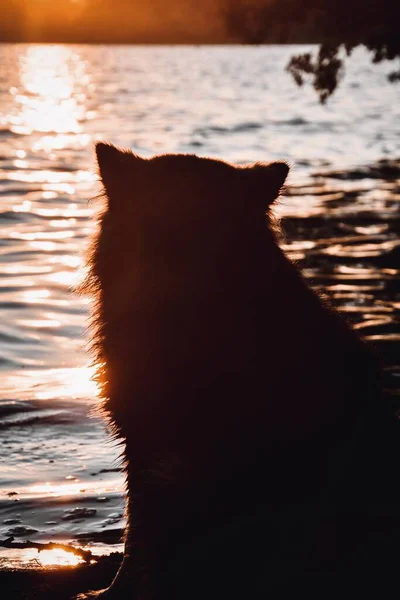 Gün Batımında Gölde Oturan Genç Bir Fin Lapphund Köpeğinin Portresi — Stok fotoğraf