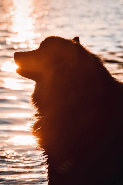 日没時に湖に座っている若いフィンランドのラップランド犬の肖像画 — ストック写真