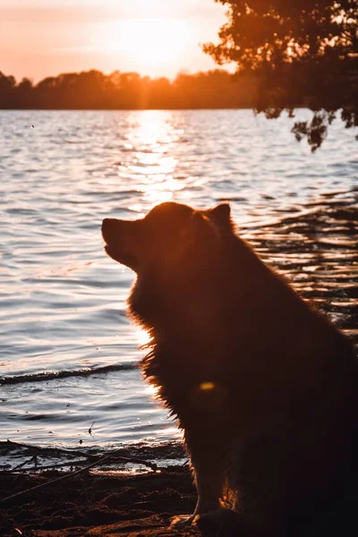 Portrait Young Finnish Lapphund Dog Sitting Lake Sunset — Stock Photo, Image