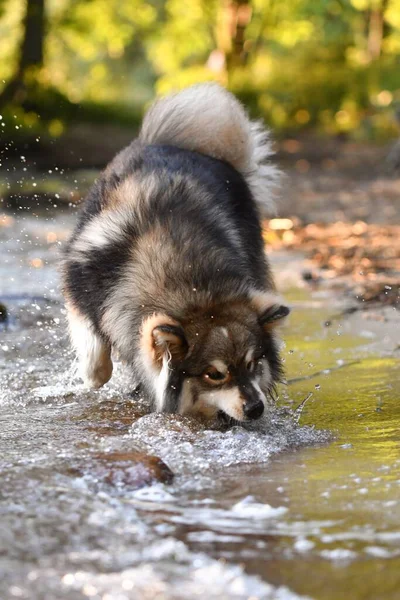 Portret Młodego Fińskiego Psa Lapphunda Bawiącego Się Wodzie Nad Jeziorem — Zdjęcie stockowe