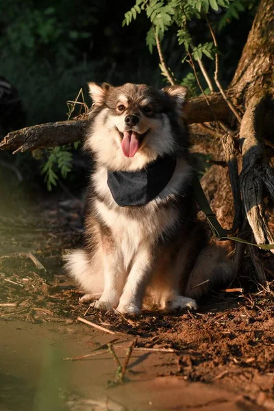 Genç ve mutlu bir Fin köpeğinin portresi bandana takıyor ve gün batımında doğada oturuyor.