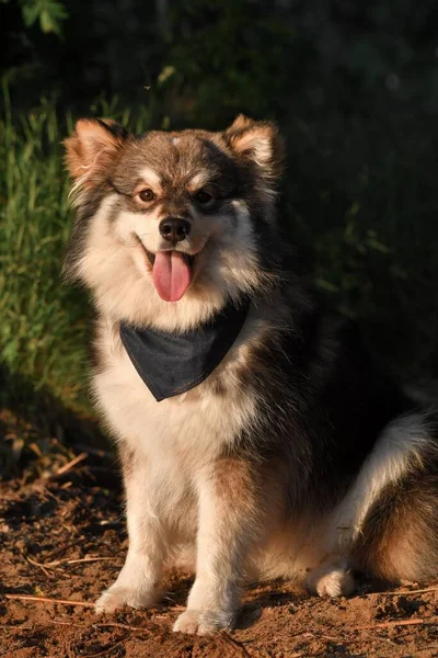 Retrato Joven Feliz Perro Lapphund Finlandés Vistiendo Pañuelo Sentado Naturaleza —  Fotos de Stock