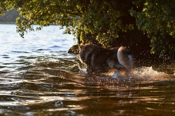 Gölde suda oynayan genç bir Fin Lapphund köpeğinin portresi