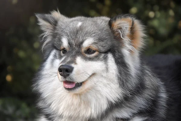 Close Portret Van Een Jonge Gelukkige Finse Lapphund Hond — Stockfoto