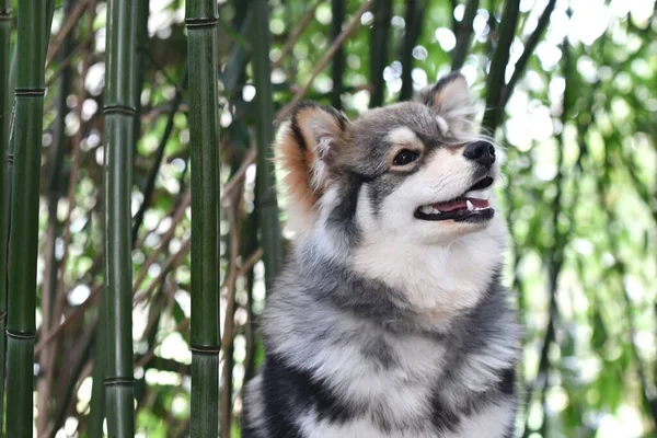 Retrato Cão Lapphund Finlandês Raça Pura Sentado Entre Árvores Bambu — Fotografia de Stock