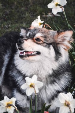 Saf bir Fin köpeğinin portresi baharda çiçeklerin arasında yatar.