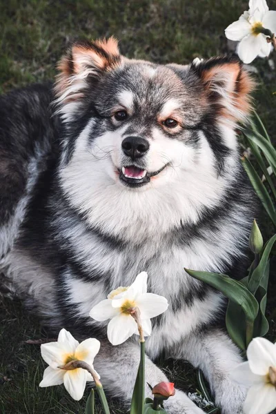 Saf Bir Fin Köpeğinin Portresi Baharda Çiçeklerin Arasında Yatar — Stok fotoğraf