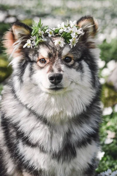 Retrato Perro Lapphund Finlandés Raza Pura Con Una Corona Flores — Foto de Stock