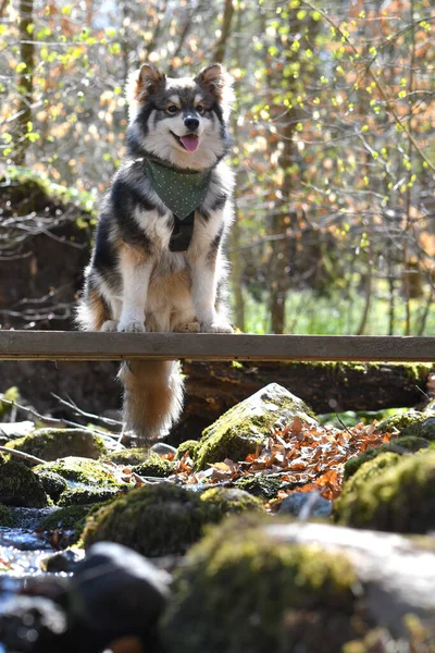 Portré Egy Fajtiszta Finn Lapphund Kutya Kis Hídon Erdőben Vagy — Stock Fotó