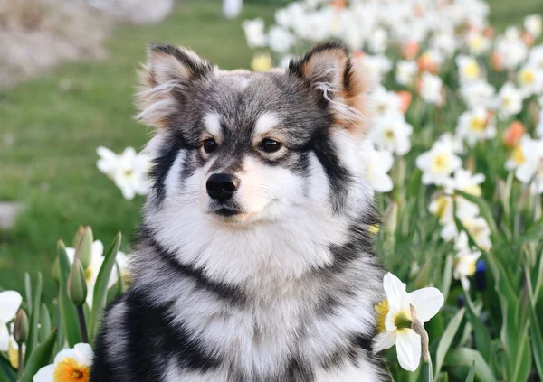 Porträtt Renrasig Finsk Lapphund Som Sitter Utomhus Bland Blommorna Våren — Stockfoto