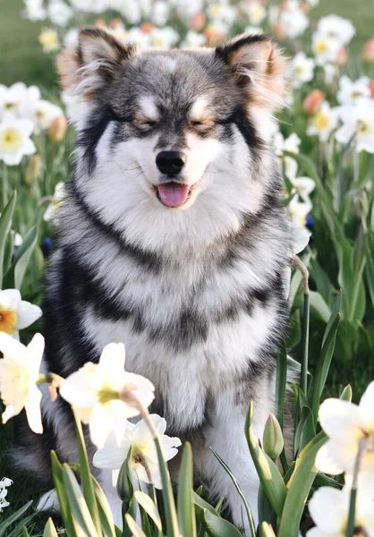 春天里 一只纯种的芬兰拉普芬犬坐在花丛中的画像 — 图库照片