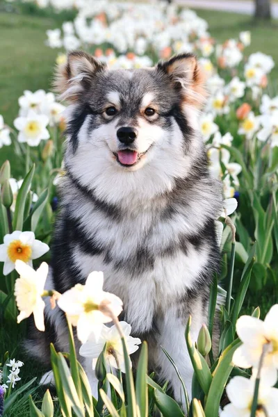 Saf bir Fin köpeğinin portresi ilkbaharda açık havada çiçeklerin arasında oturuyor.