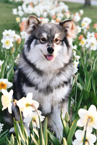 Porträtt Renrasig Finsk Lapphund Som Sitter Utomhus Bland Blommorna Våren — Stockfoto