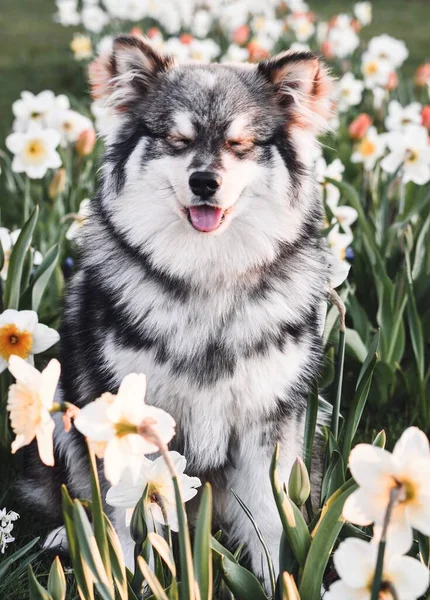 春天里 一只纯种的芬兰拉普芬犬坐在花丛中的画像 — 图库照片