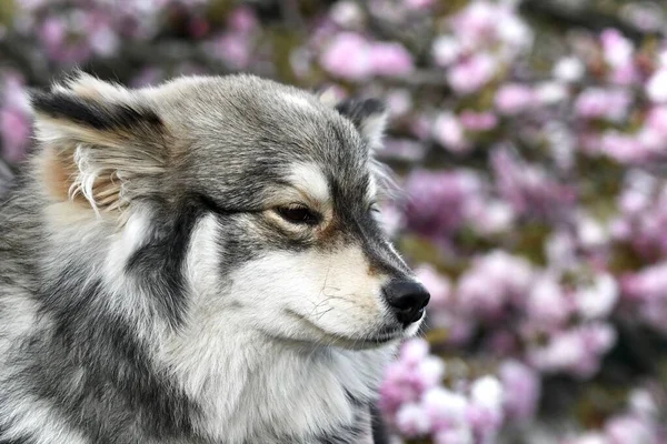 一只纯种的芬兰拉普芬犬在花丛中的画像 — 图库照片