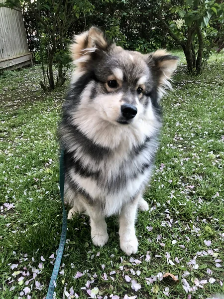 Portræt Racerene Finsk Lapphund Der Sidder Udendørs Græsplæne - Stock-foto