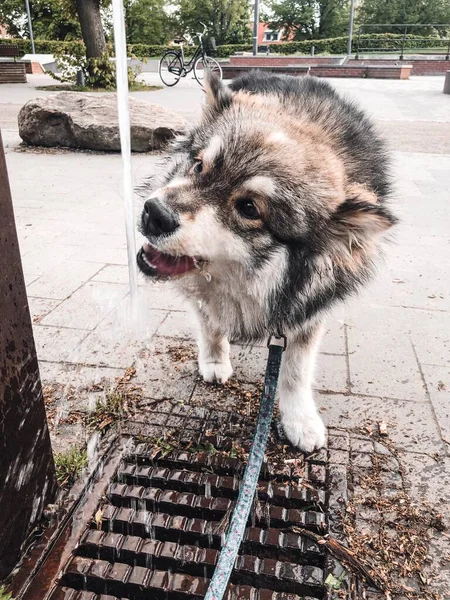 Retrato Perro Lapphund Finlandés Raza Pura Bebiendo Agua Del Grifo — Foto de Stock