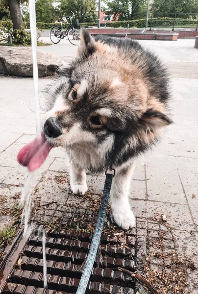 Retrato Cão Lapphund Finlandês Raça Pura Bebendo Água Torneira Livre — Fotografia de Stock