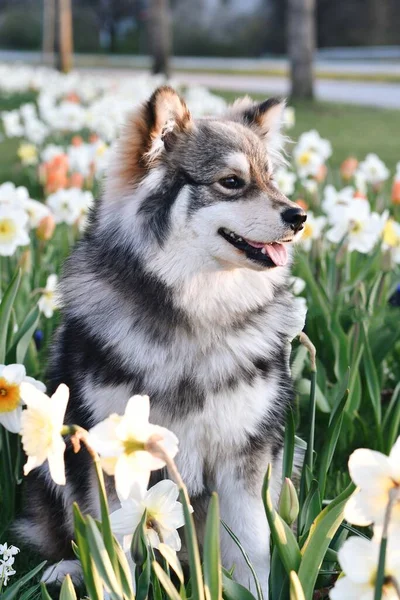 Portrait Purebred Finnish Lapphund Dog Lying Outdoors Flowers Spring — Stock Photo, Image