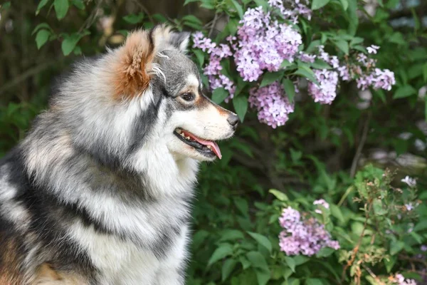 春に花の間に屋外に寝そべっている純血フィンランドのラップフンド犬の肖像画 — ストック写真