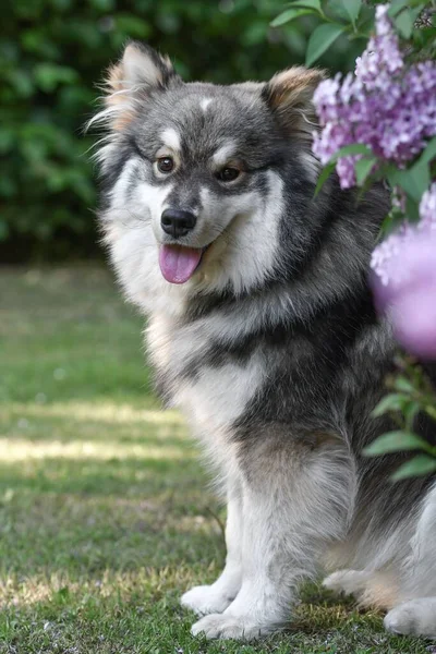 Porträtt Renrasig Finsk Lapphund Som Ligger Utomhus Bland Blommorna Våren — Stockfoto