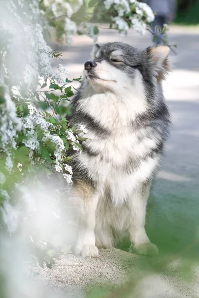 Portret Van Een Rasechte Finse Lapphund Hond Liggend Buiten Tussen — Stockfoto