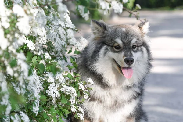 Portrait Purebred Finnish Lapphund Dog Lying Outdoors Flowers Spring — Stock Photo, Image