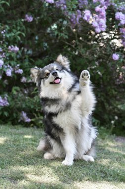 Saf bir Fin köpeğinin portresi açık havada oturuyor ve pençesiyle kameraya doğru el sallıyor.