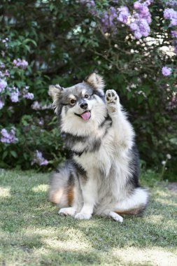 Saf bir Fin köpeğinin portresi açık havada oturuyor ve pençesiyle kameraya doğru el sallıyor.