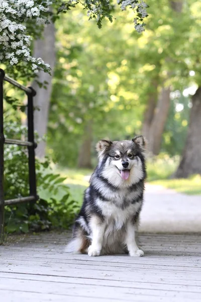 Portret Van Een Rasechte Finse Lapphund Hond Die Buiten Het — Stockfoto