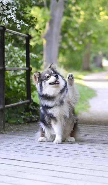 Retrato Perro Lapphund Finlandés Raza Pura Sentado Aire Libre Saludando —  Fotos de Stock