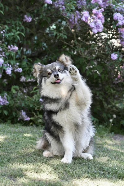 屋外に座ってカメラに向かって彼の足で手を振って純血フィンランドのラップランド犬の肖像画 — ストック写真