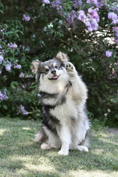 Portrait Chien Finlandais Race Lapphund Assis Extérieur Agitant Patte Vers — Photo