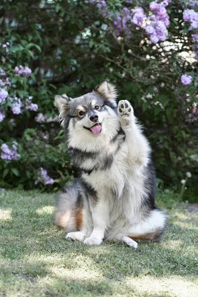 Saf bir Fin köpeğinin portresi açık havada oturuyor ve pençesiyle kameraya doğru el sallıyor.