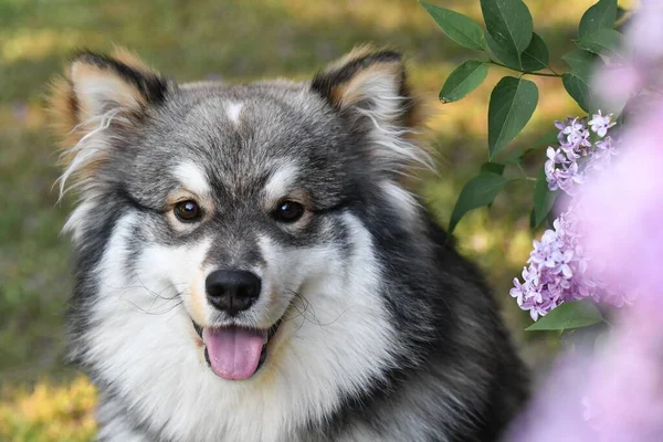 一只纯种的芬兰拉普芬犬坐在紫色花朵间的肖像 — 图库照片