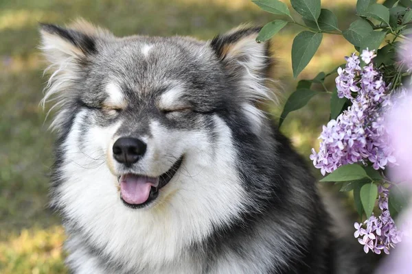 Portrait Purebred Finnish Lapphund Dog Sitting Outdoors Purple Flowers Spring — Stock Photo, Image