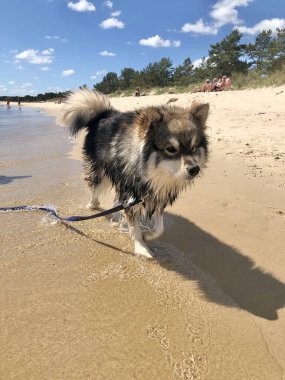 Saf bir Fin köpeğinin plajda yürüdüğü portresi.
