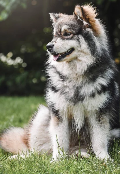 Saf Fin Lapphund Köpeğinin Portresi Çimlerin Üzerinde Oturuyor — Stok fotoğraf