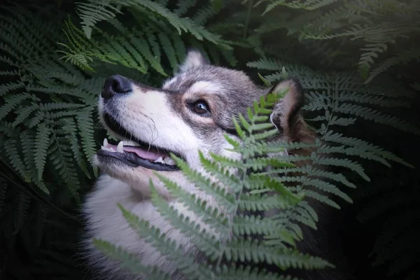 シダの間に森や森の中に座っている純粋なフィンランドのラップランド犬の肖像画 — ストック写真