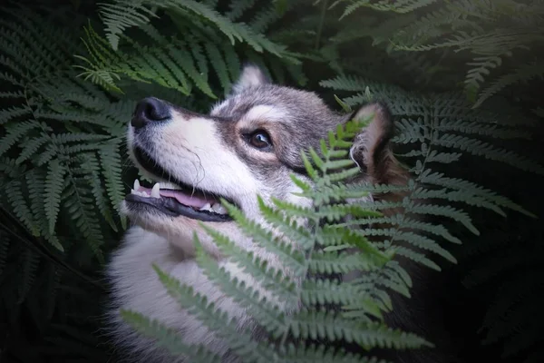 Portré Egy Fajtiszta Finn Lapphund Kutya Erdőben Vagy Erdőben Páfrányok — Stock Fotó