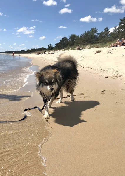 Retrato Perro Lapphund Finlandés Pura Raza Paseando Por Playa — Foto de Stock